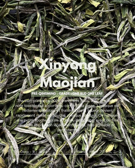 2026 Spring Xinyang Maojian – Thé Vert Henan / PRÉ-QINGMING / Grade: ONE BUD ONE LEAF