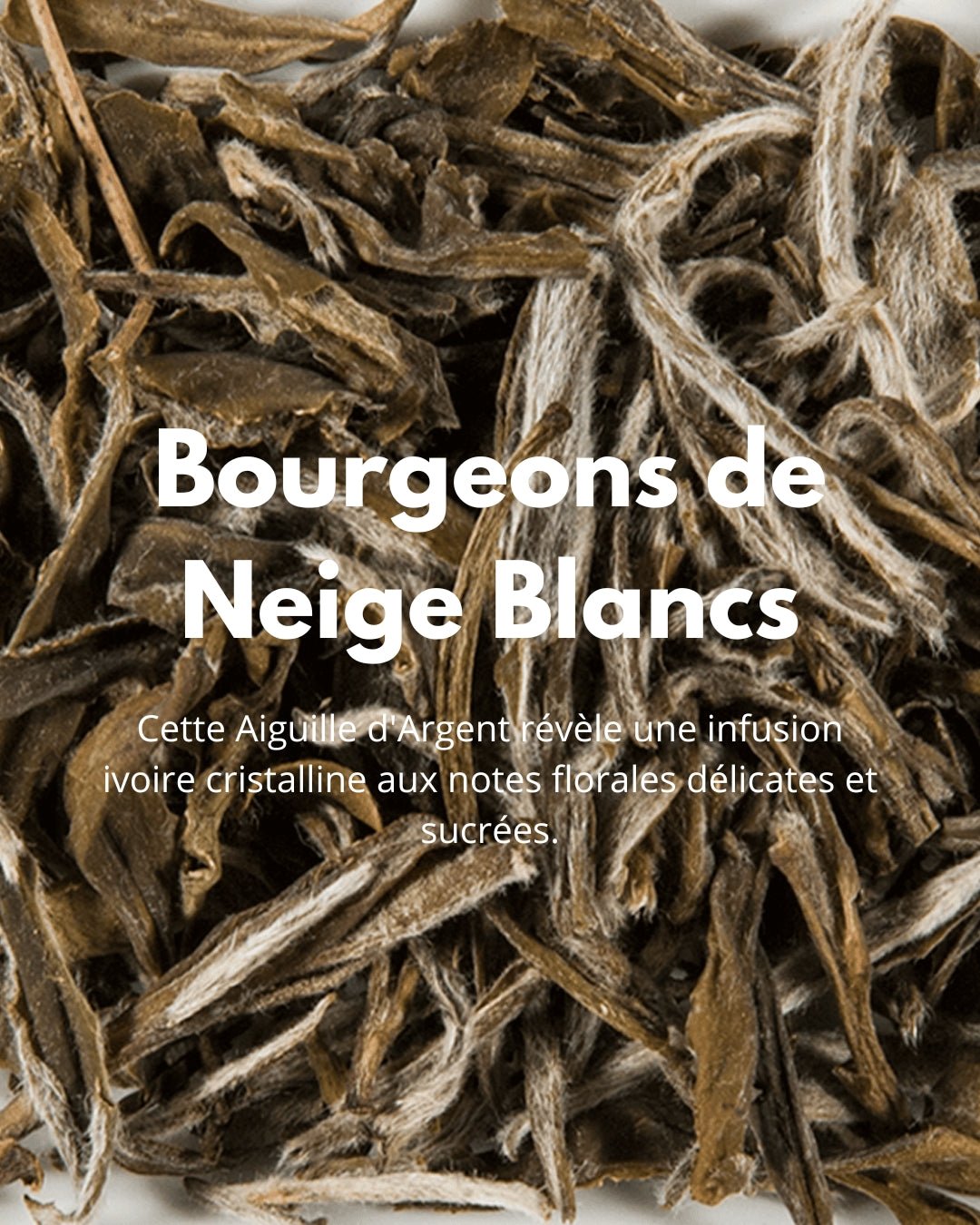 Bourgeons de Neige Blancs - THÉ - OLOGY
