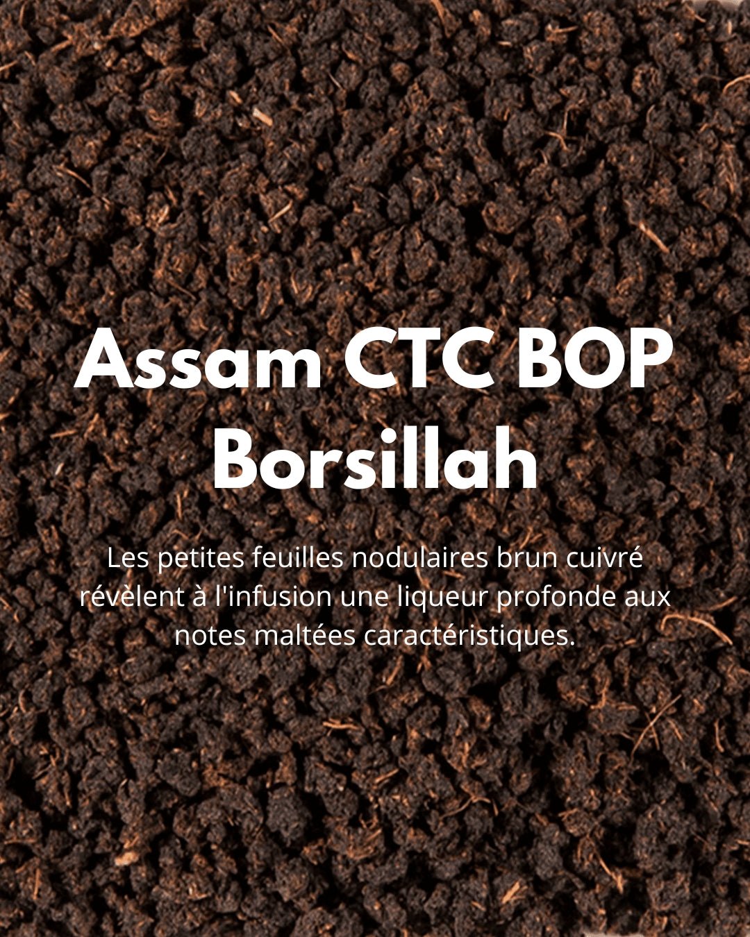 Assam CTC BOP Borsillah - THÉ - OLOGY