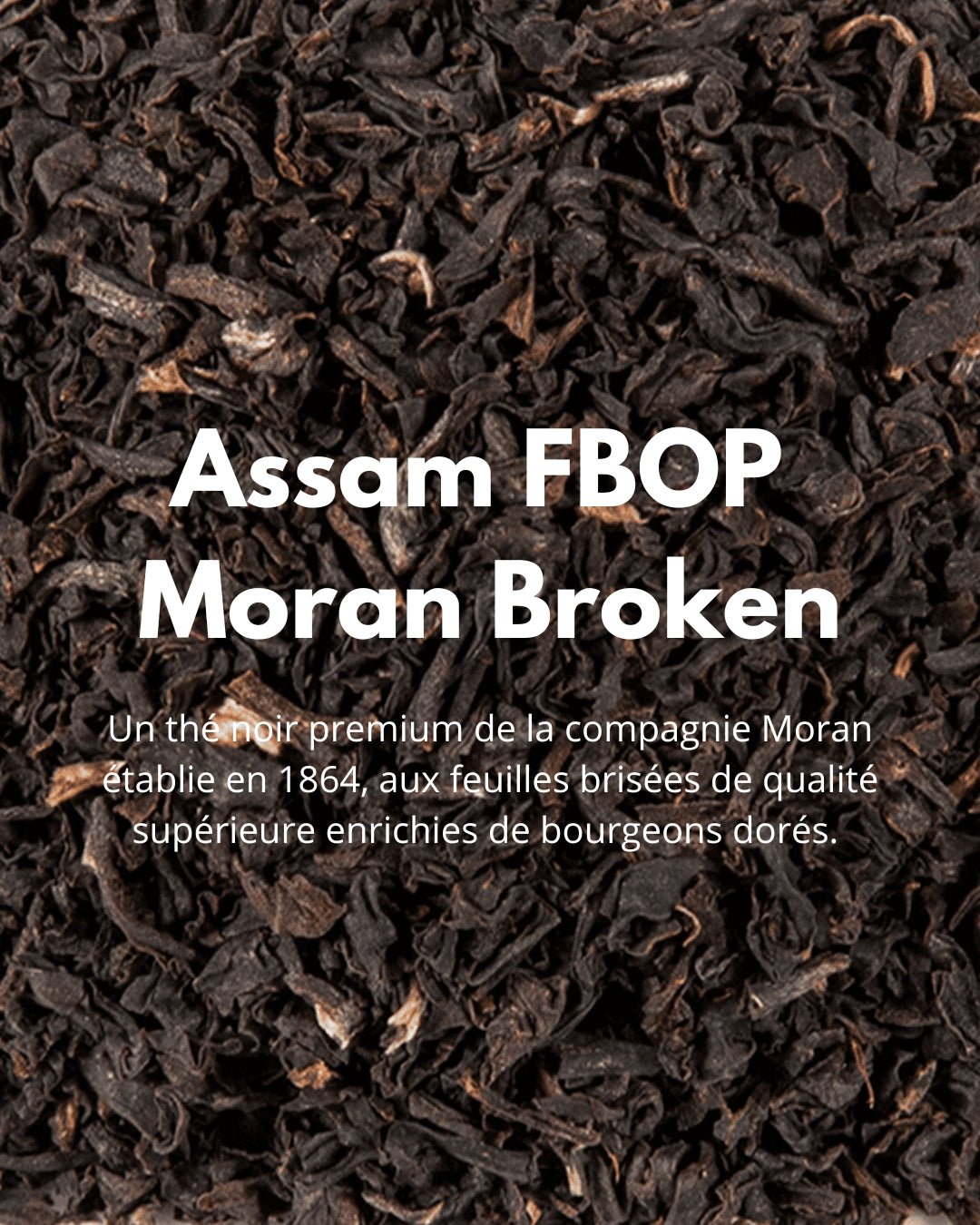 Assam FBOP Moran Broken - THÉ - OLOGY