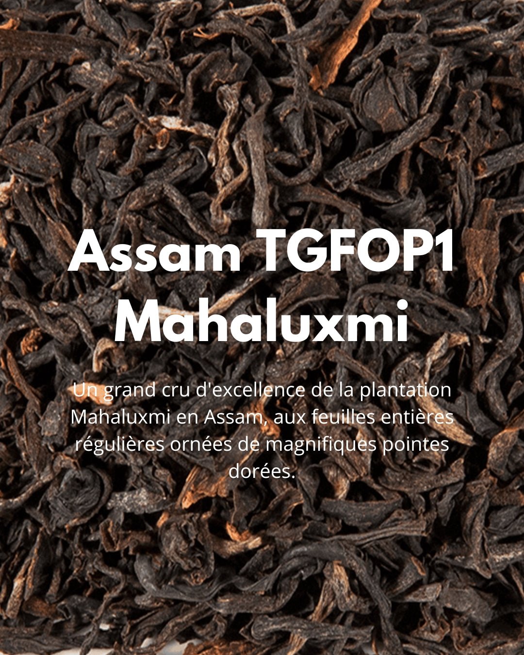 Assam TGFOP1 Mahaluxmi - THÉ - OLOGY