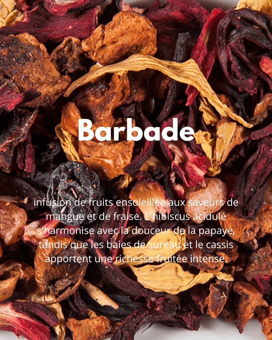 Barbade - THÉ - OLOGY