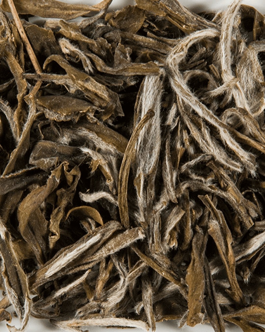 Bourgeons de Neige Blancs - THÉ - OLOGY