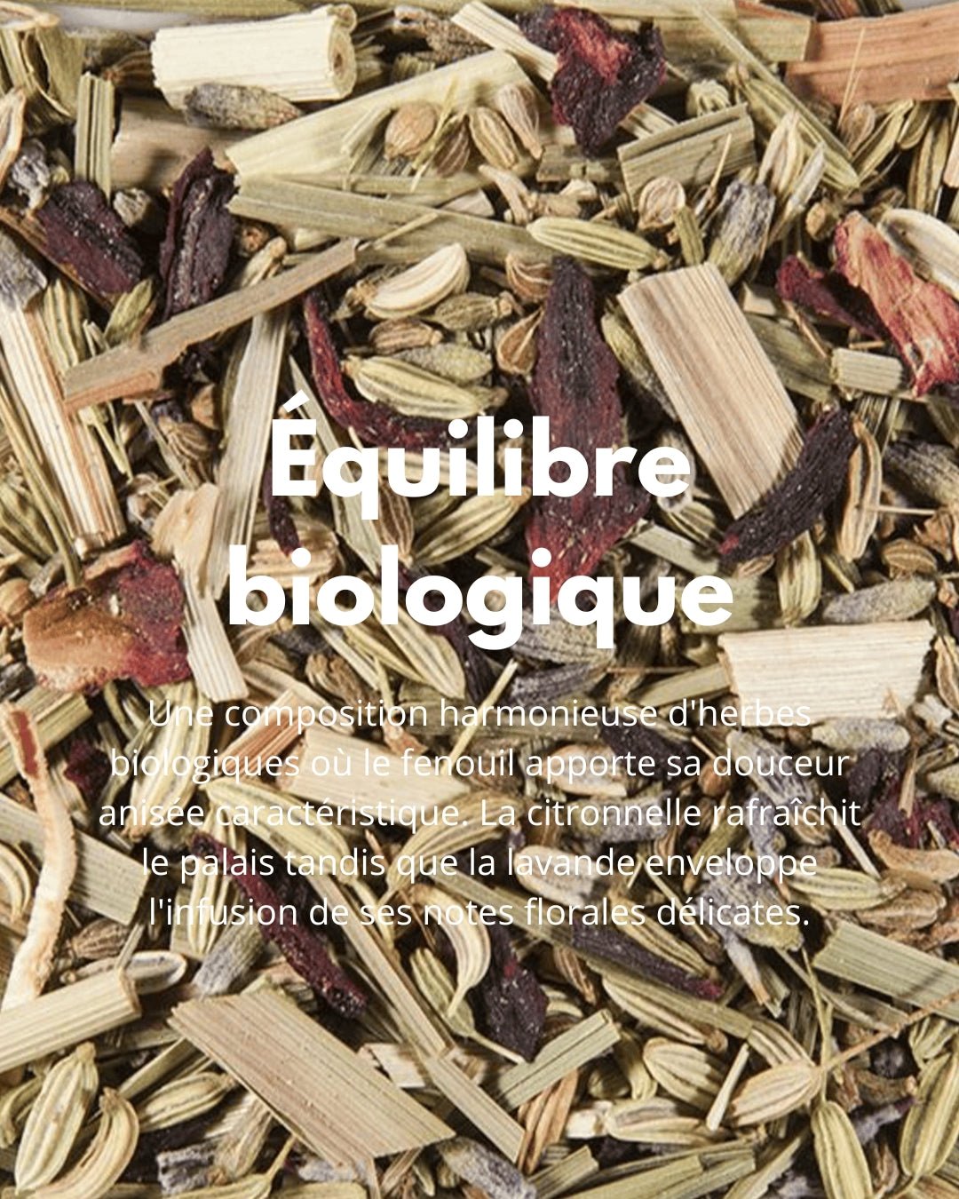 Équilibre Biologique - THÉ - OLOGY