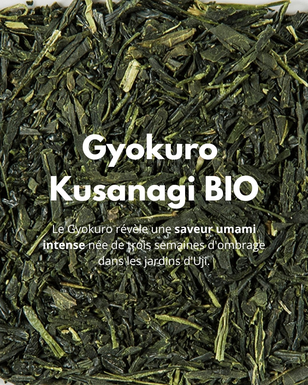 Gyokuro Kusanagi BIO - THÉ - OLOGY