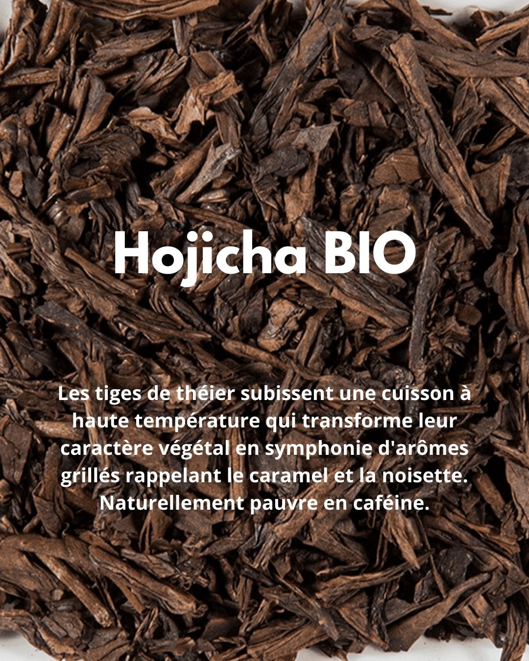 Hojicha BIO - THÉ - OLOGY