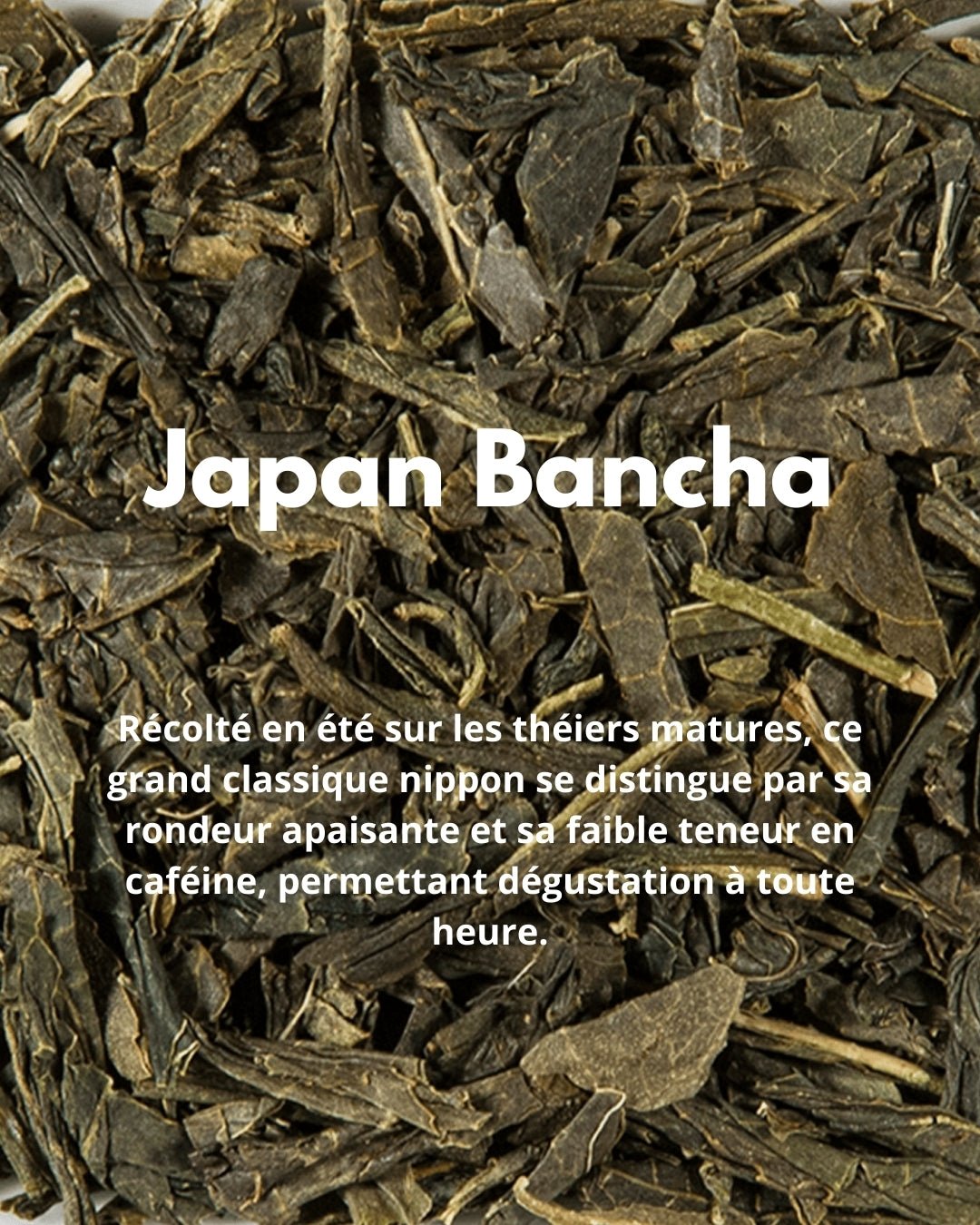 Japan Bancha - THÉ - OLOGY