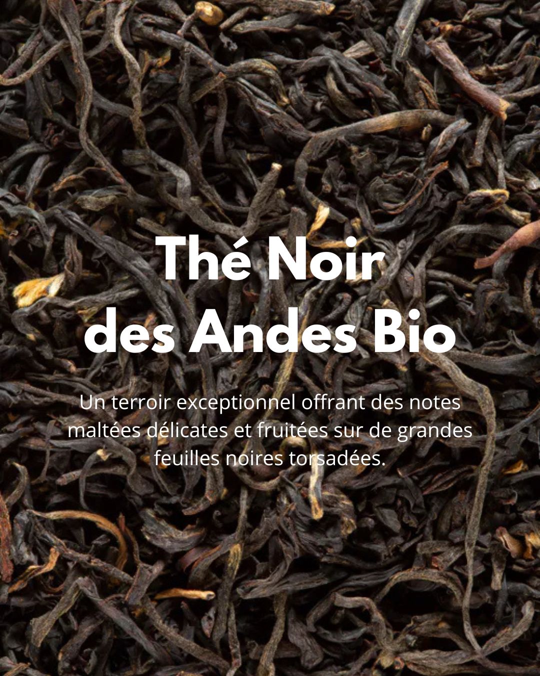 Noir des Andes Bio – thé noir bio en vrac, infusion réconfortante Thé-Ōlogy.