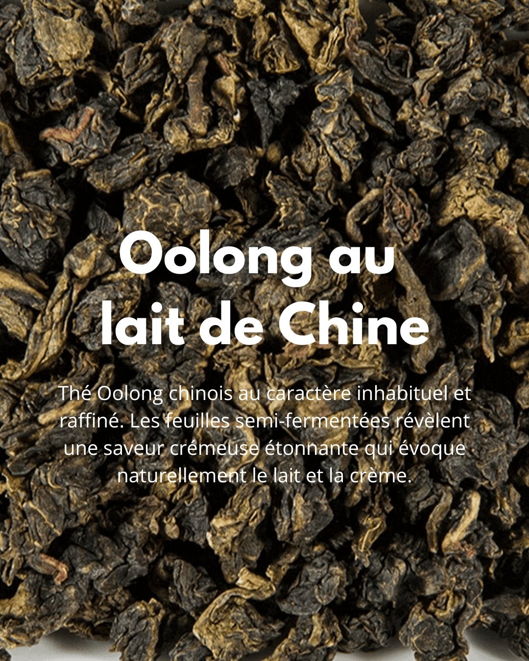 Oolong au Lait de Chine - THÉ - OLOGY