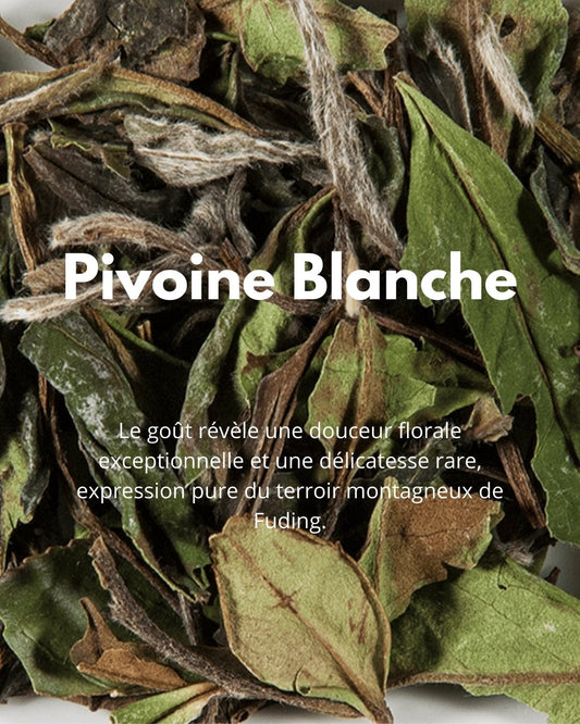Pivoine Blanche - THÉ - OLOGY