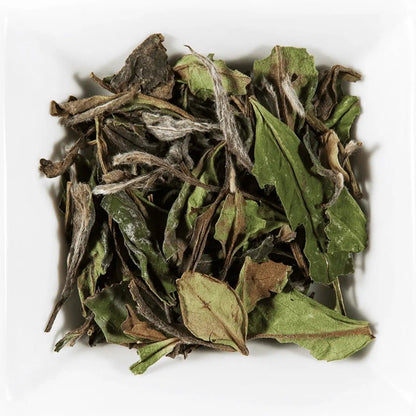 Pivoine Blanche - THÉ - OLOGY