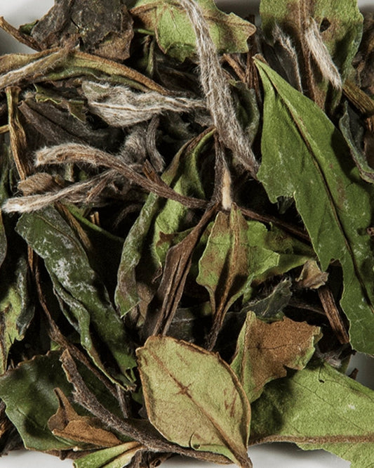 Pivoine Blanche - THÉ - OLOGY