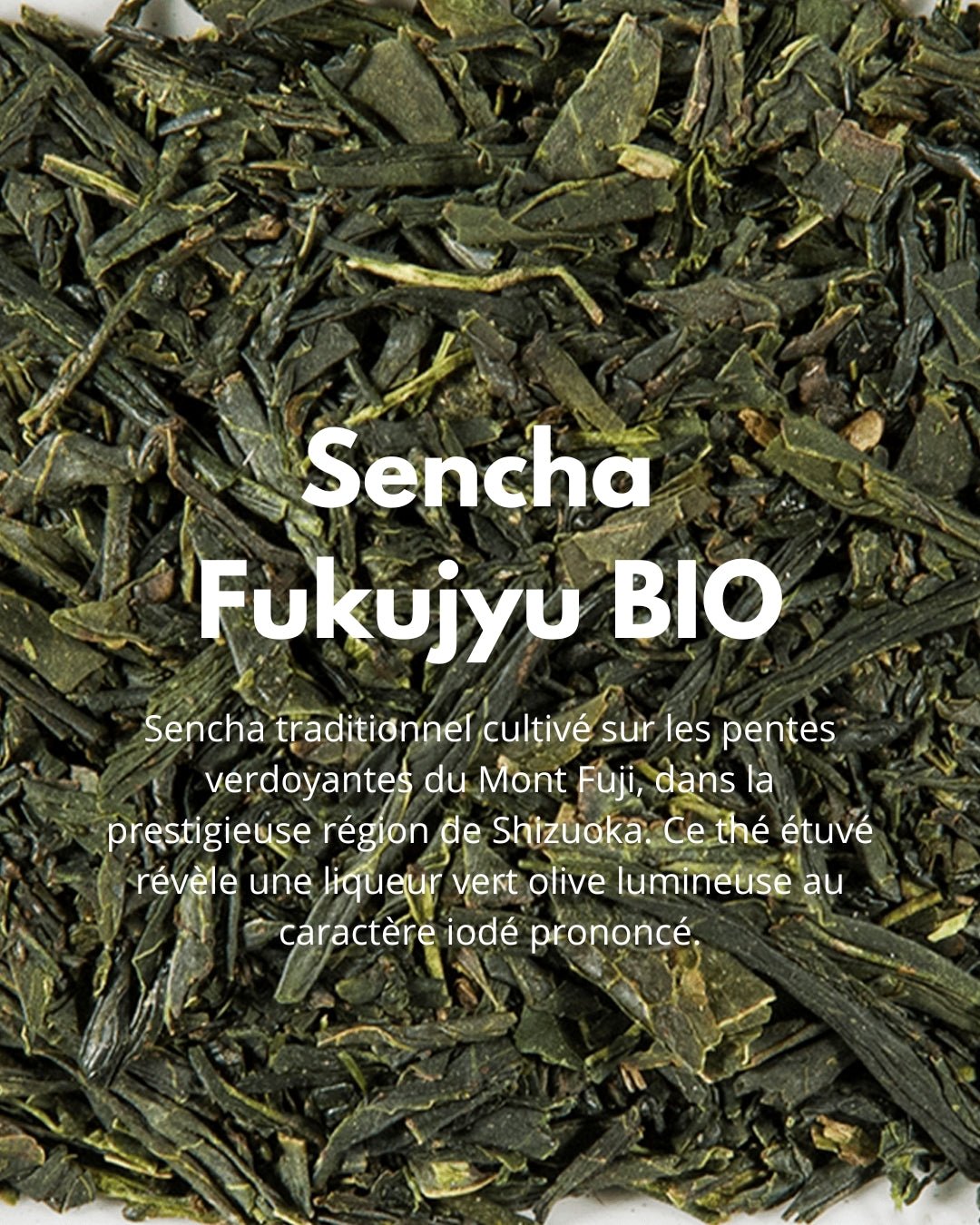 Sencha Fukujyu BIO - THÉ - OLOGY