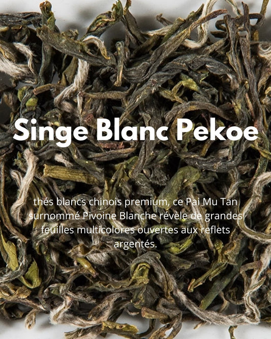 Singe Blanc Pekoe - THÉ - OLOGY